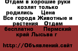 Отдам в хорошие руки козлят.только родились. › Цена ­ 20 - Все города Животные и растения » Отдам бесплатно   . Пермский край,Лысьва г.